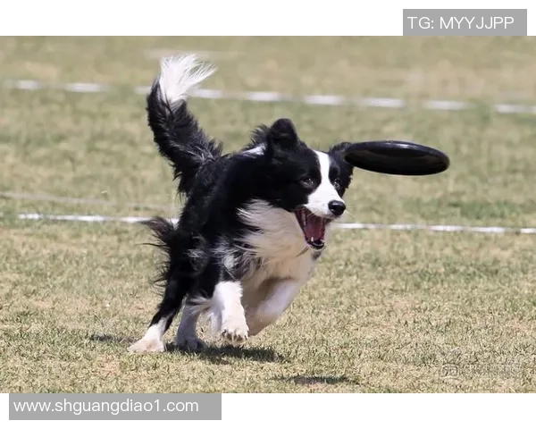 飞盘战术解析：北京飞盘队如何构建整体压制体系与战术优势
